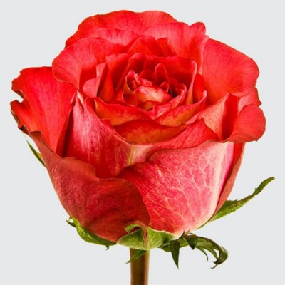 Роза Игуазу 60 см